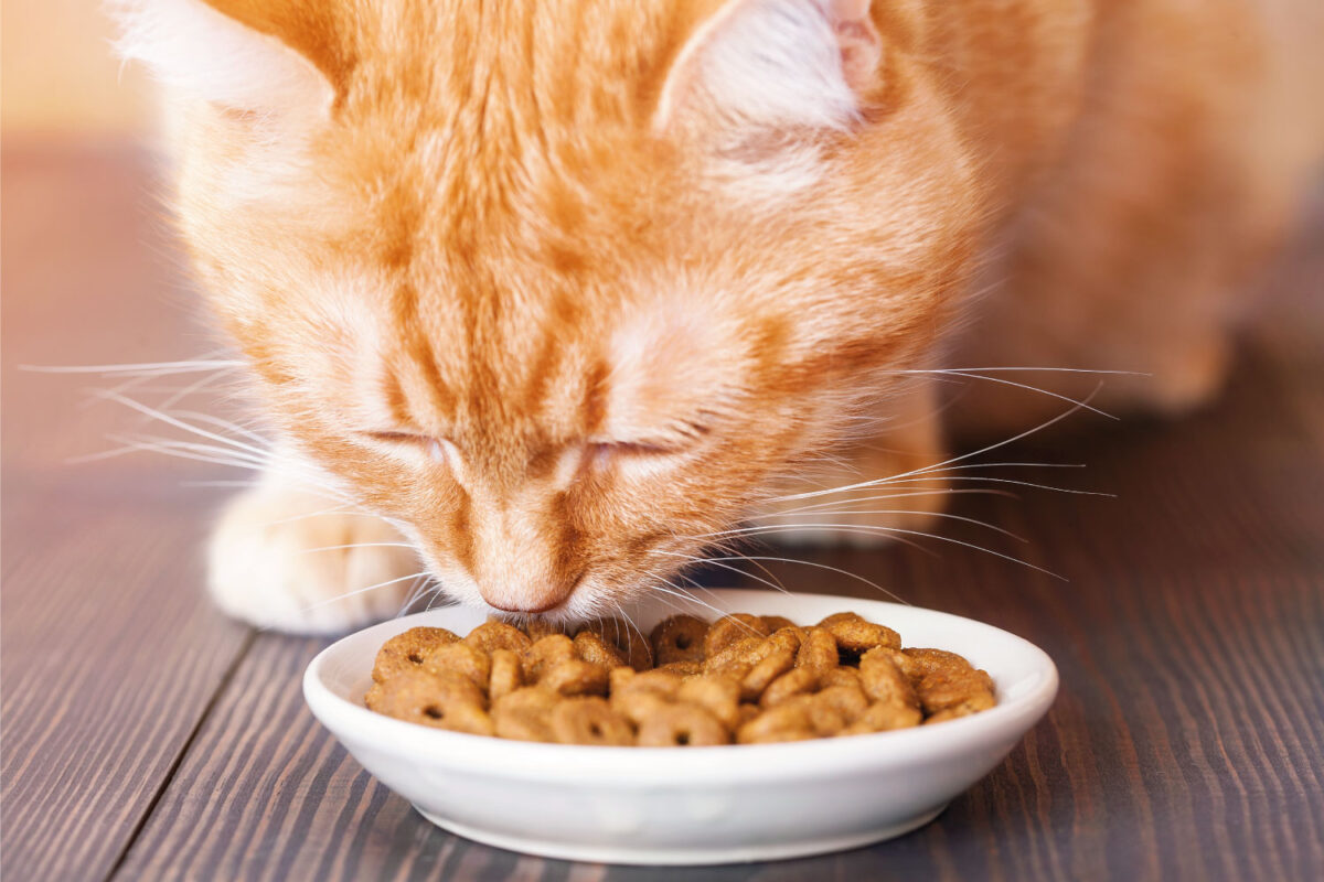 cats clean themselves after they eat - Red cat eating dry food from a plate
