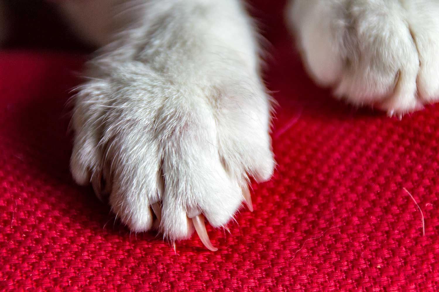 White cat's paw with claw