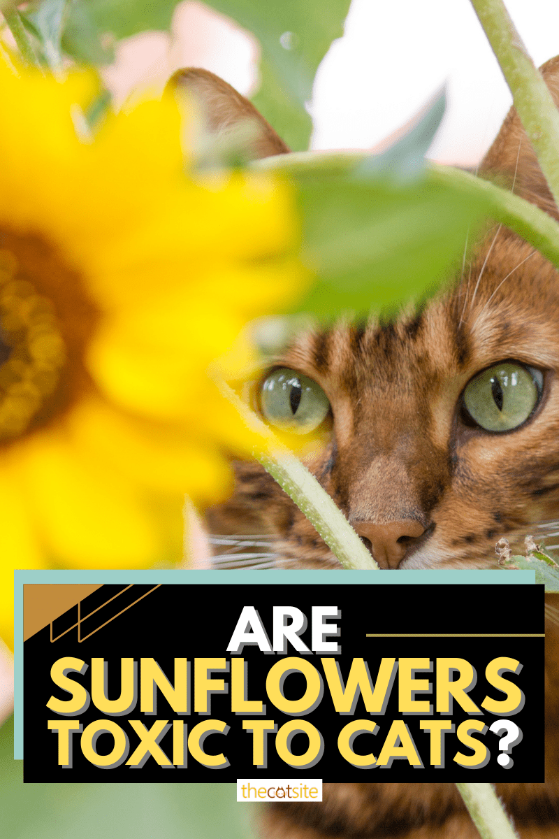 Are Sunflowers Toxic To Cats?