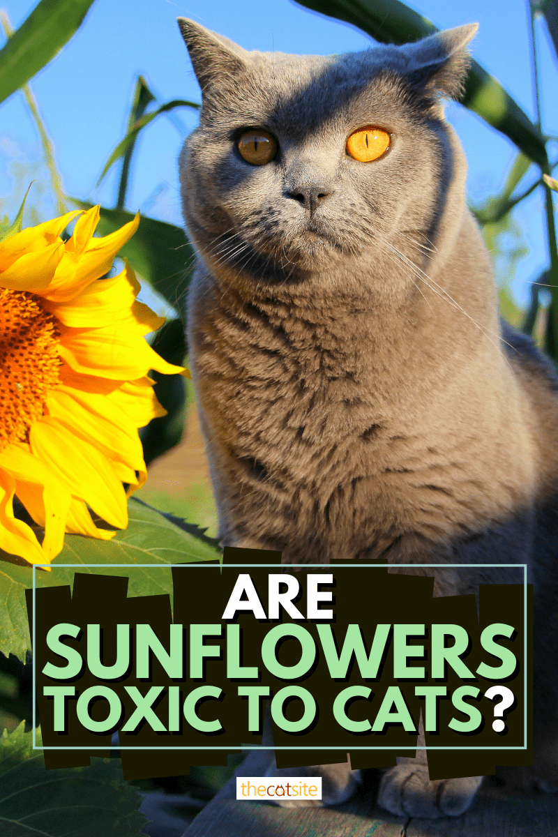Are Sunflowers Toxic To Cats?