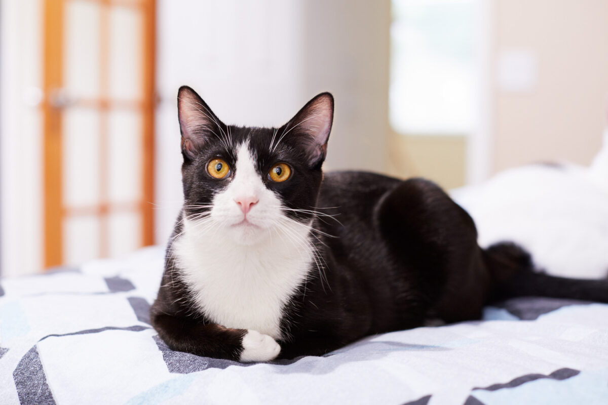 A black and white tuxedo cat lying on the bed of his owner