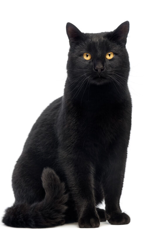 A black cat staring at the camera while sitting on a white background