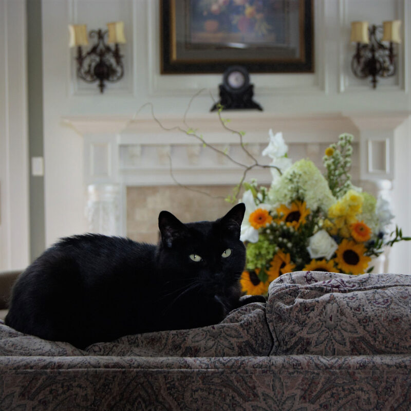 A bombay cat sitting on the couch with flowers on the background