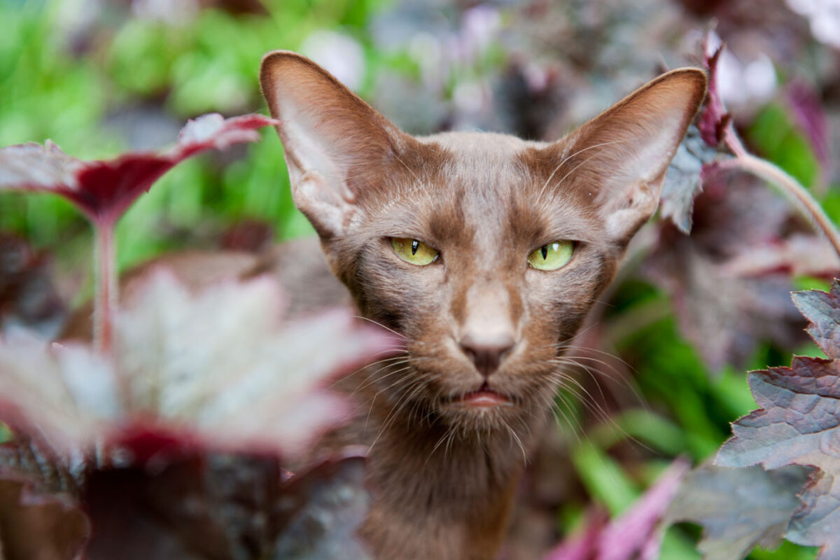 A brown Siamese cat staring at the camera while roaming in the garden