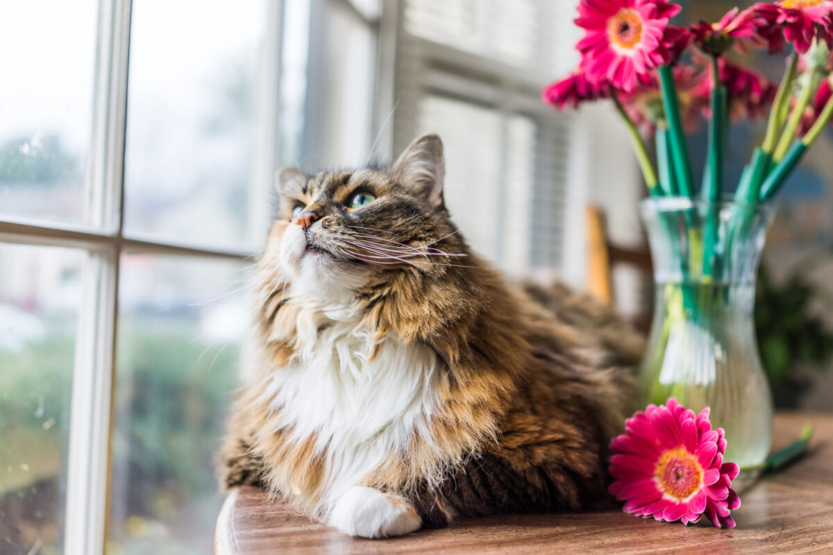 A Calico maine coon cat lying near a window with flowers on a vase at the background