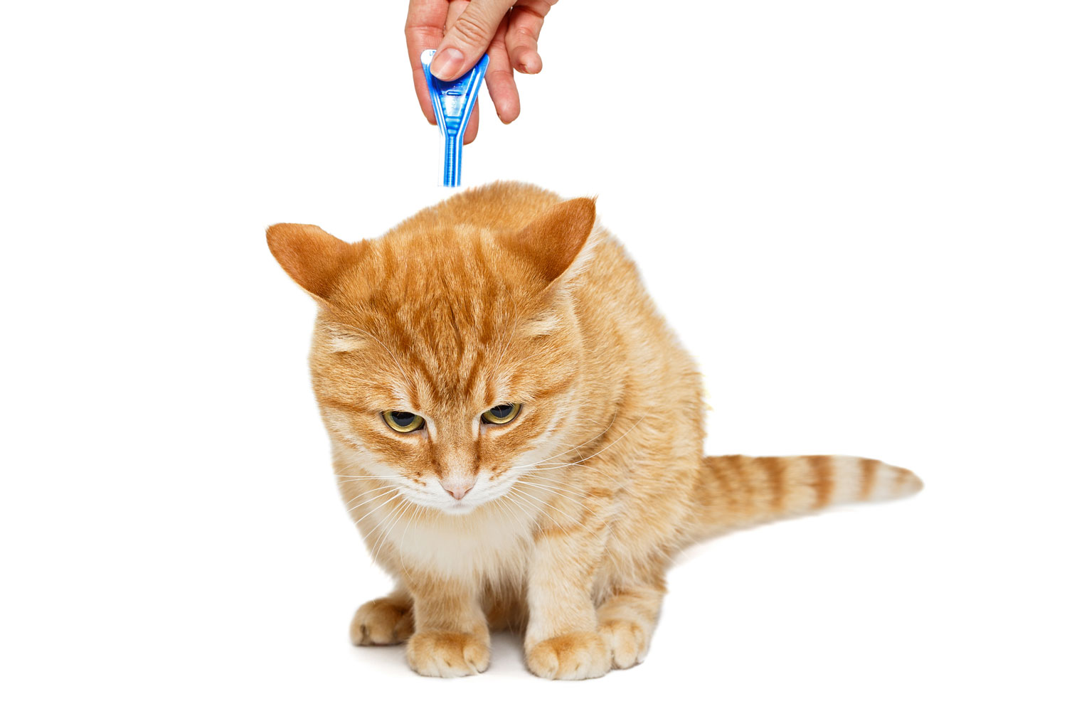 A cat receiving flea treatment from the vet