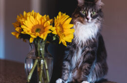 A cat sitting next to a vase with sunflowers, Are Sunflowers Toxic To Cats?