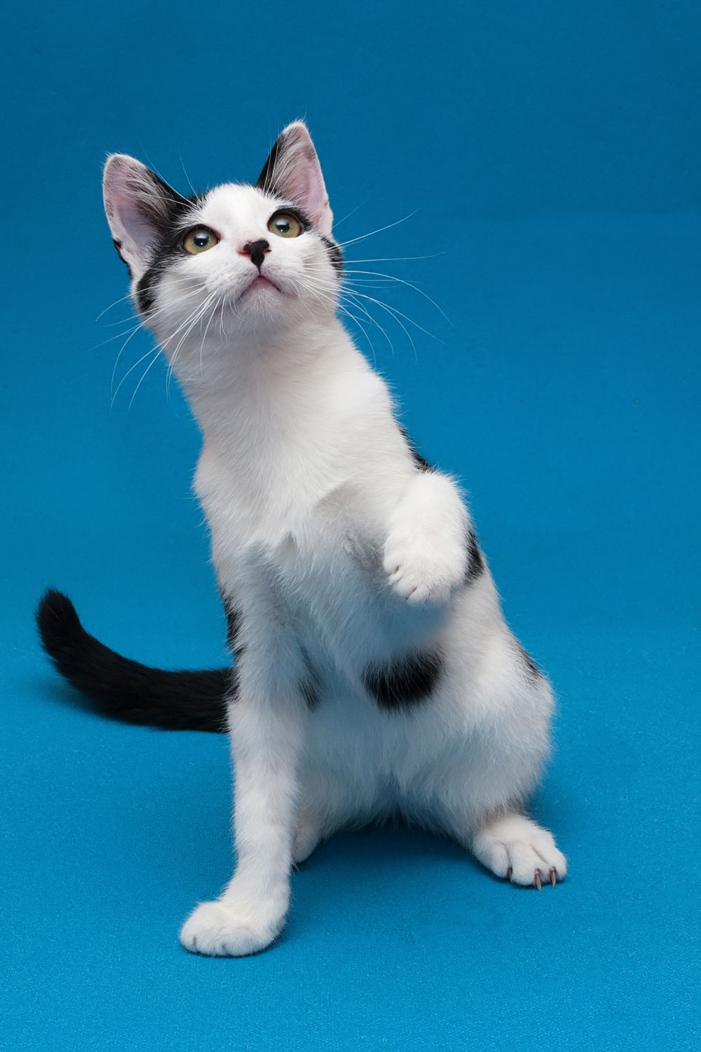 A cute black and white spotted cat sitting on blue background