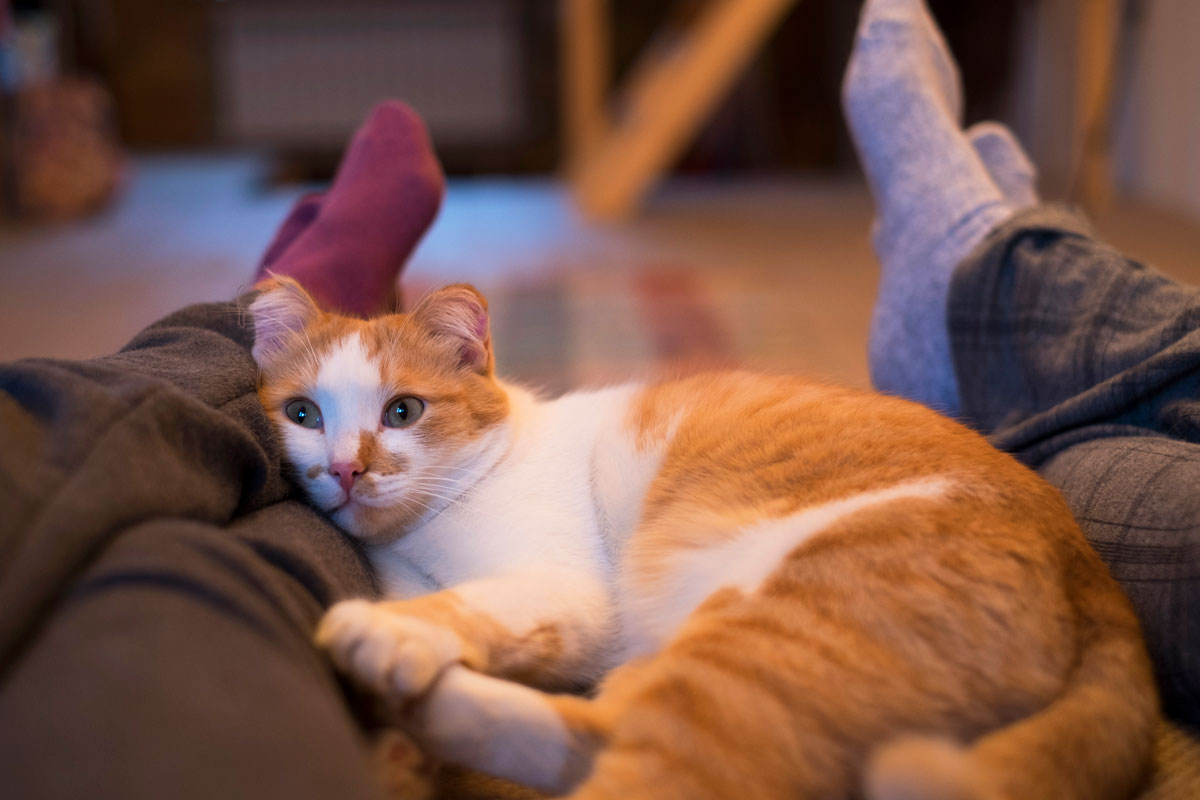 Cute orange cat lying on his female owners leg, Do Cats Have a Favorite Person?