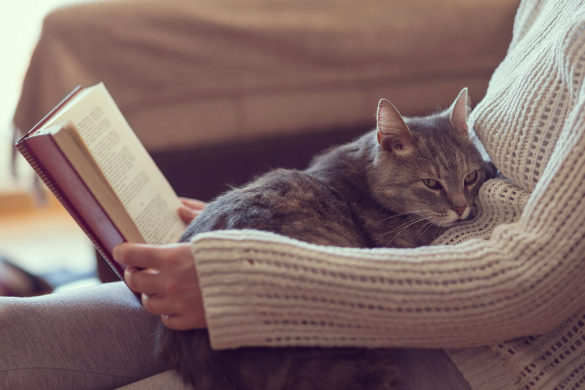 A cute tabby cat lying on her owners belly while her owner is reading a book