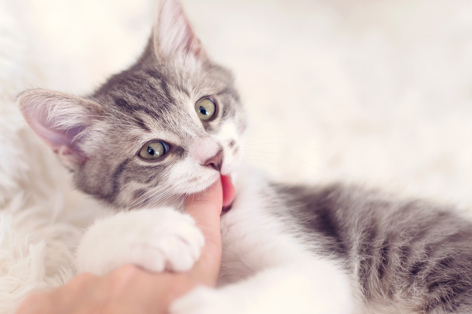 A gorgeous little kitten biting its owner's finger