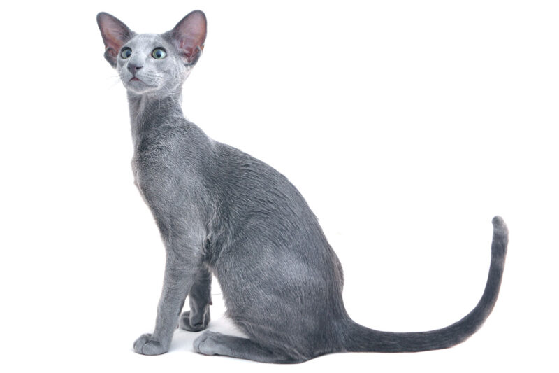 A gray oriental cat isolated on a white background - healthy cat's spine