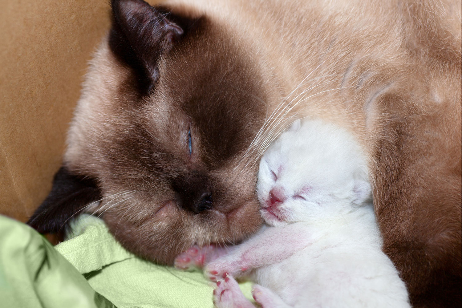 A newborn colorpoint kitten sleeping next to his mother
