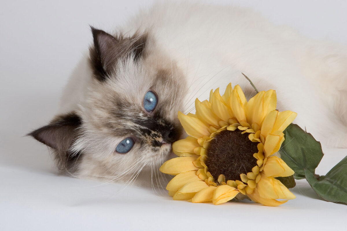 A ragdoll tortie point cat lying down and smelling a sunflower