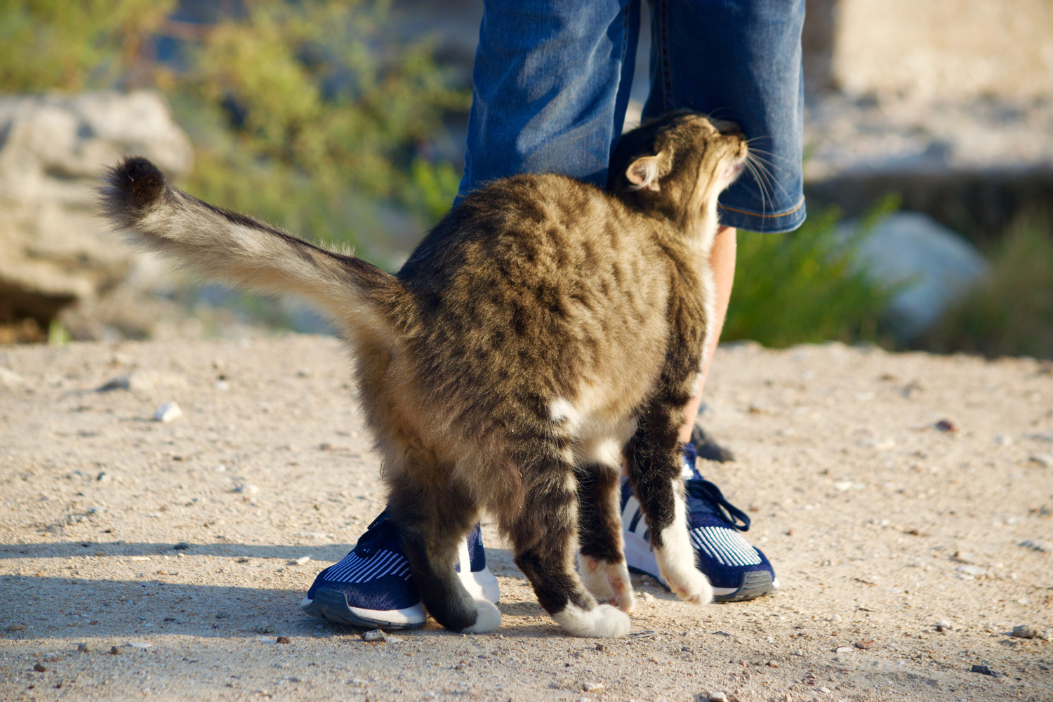 A small cat rubbing its owner's leg