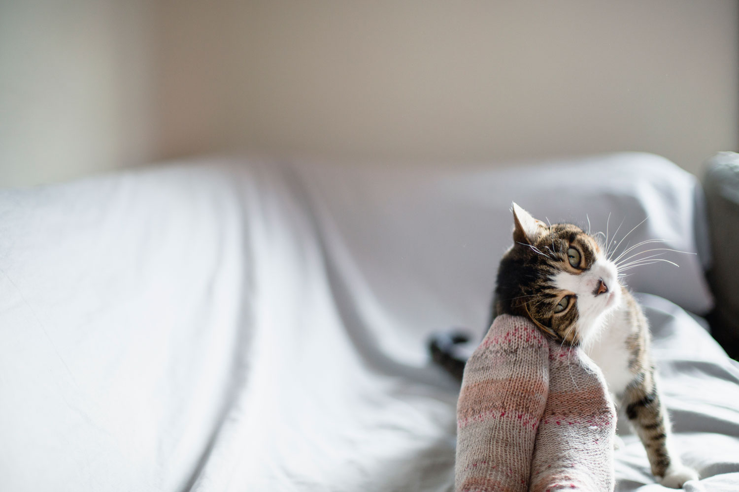 Small cute cat rubbing its face on its owner's socks, Why Do Cats Rub Against You?