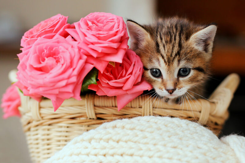 A small little kitten sitting on a small wooden basket next to pink roses