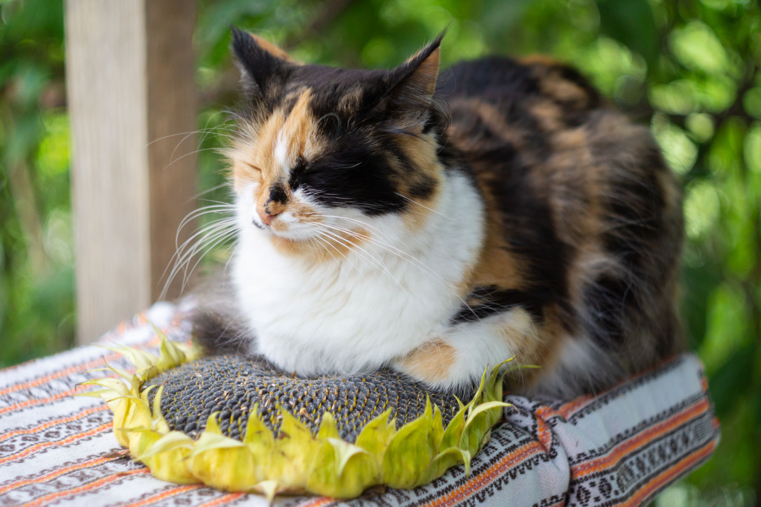 Are Sunflowers Toxic To Cats? TheCatSite Articles