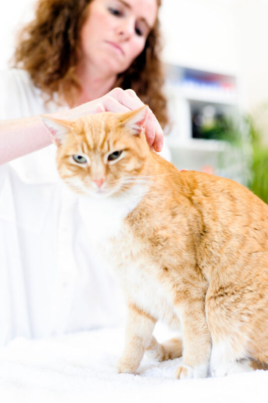 A veterinarian putting flea drops on a cat