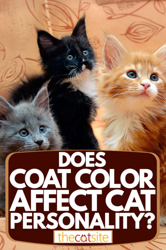 Does Coat Color Affect Cat Personality? TheCatSite