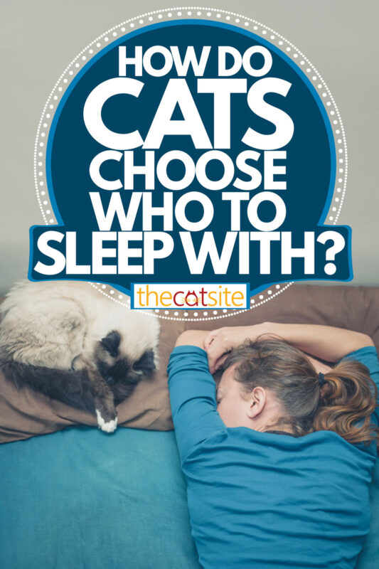 A cat snuggling on a pillow next to her owner, How Do Cats Choose Who to Sleep With?