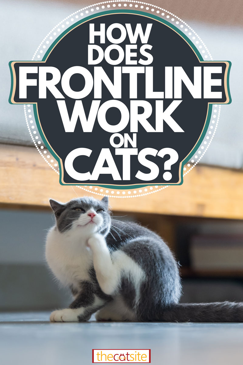 A cute fluffy white and gray cat scratching his chin due to tick and lice infection, How Does Frontline Work on Cats?