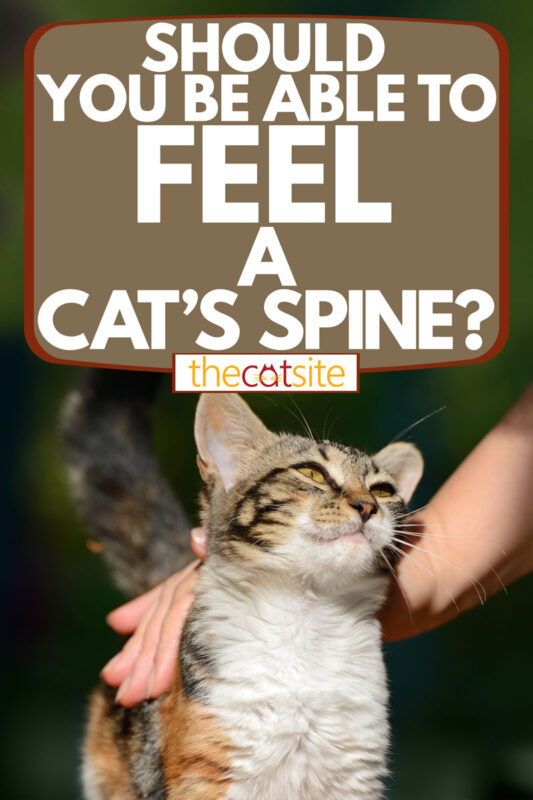 A man stroking his cat outside his house, Should You be Able to Feel a Cat's Spine?
