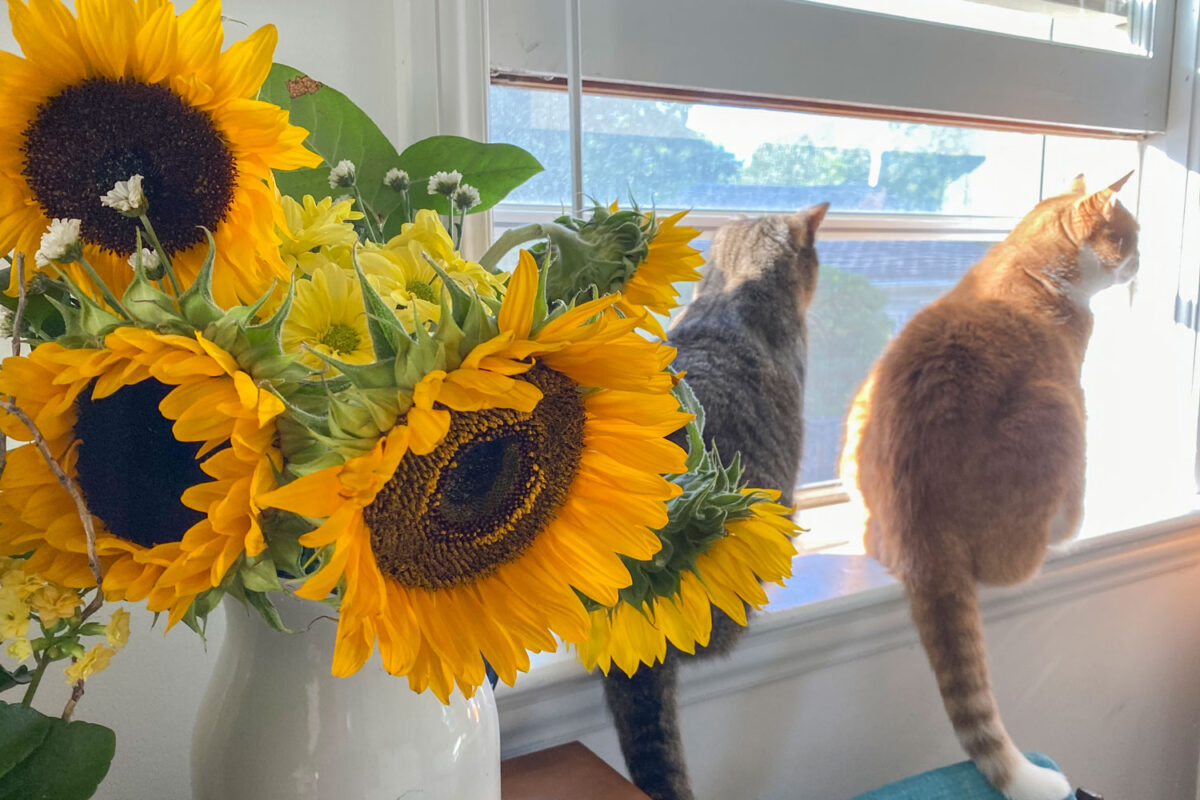 Two cute cats sitting near the window with a sunflower in a vase upfront