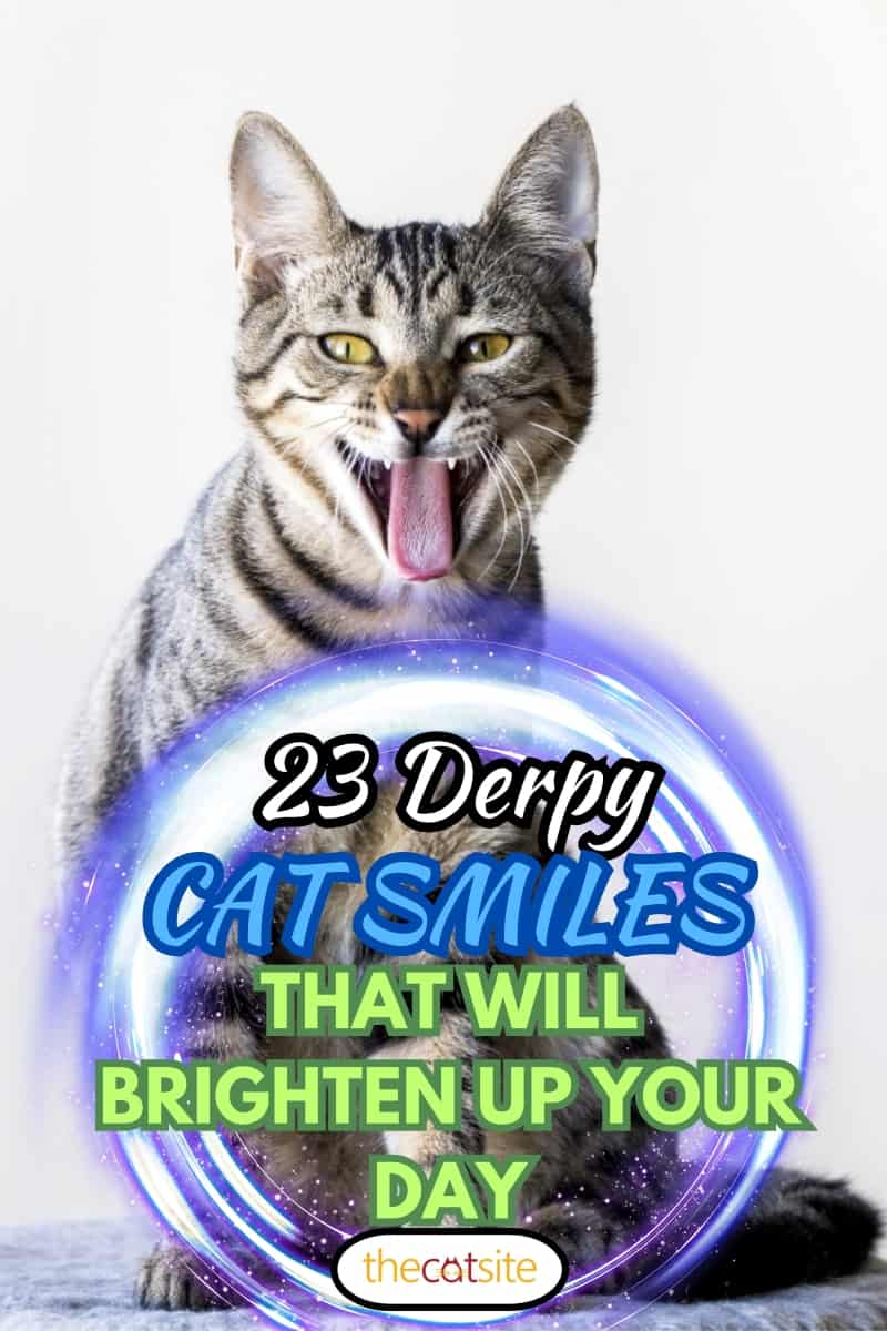 Funny Cat, 23 Derpy Cat Smiles That Will Brighten Up Your Day