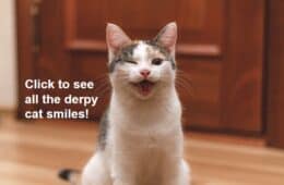 derpy cat smiles