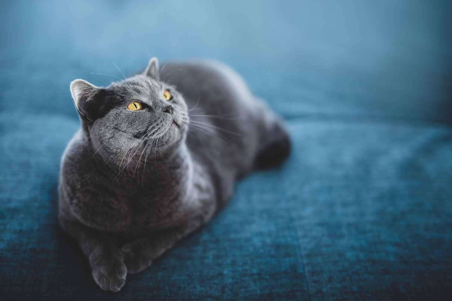 A British short hair cat lying on a blue sofa, Is Baking Soda Safe For Cats?