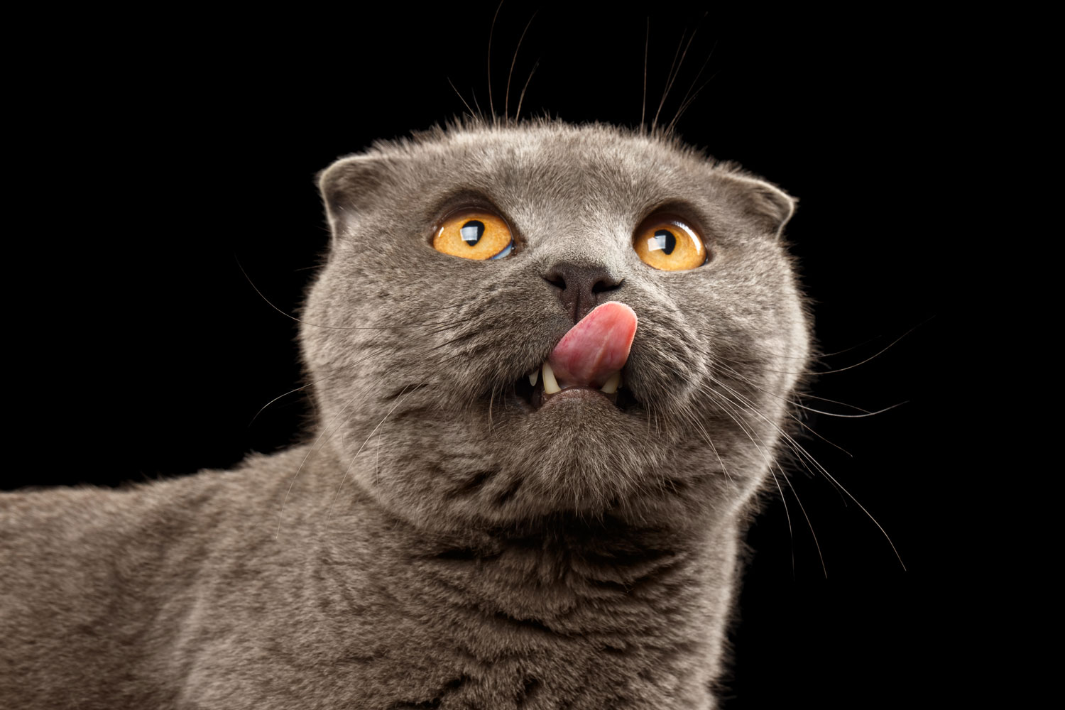 A british shorthair cat licking his nose