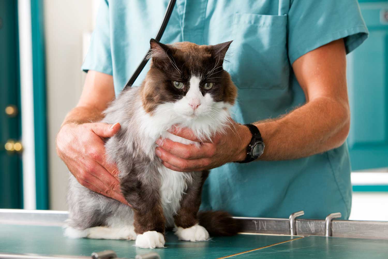 Um gato fazendo um check-up em uma clínica veterinária de pequenos animais