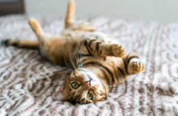 A cute Bengal cat lying upside down on the bed, How Many Whiskers Does A Cat Have? And Why?