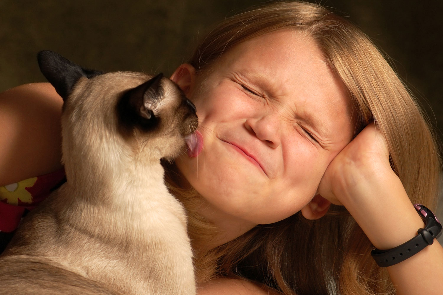 A cute Siamese cat licking her owners face, Why Does My Cat Lick My Face?