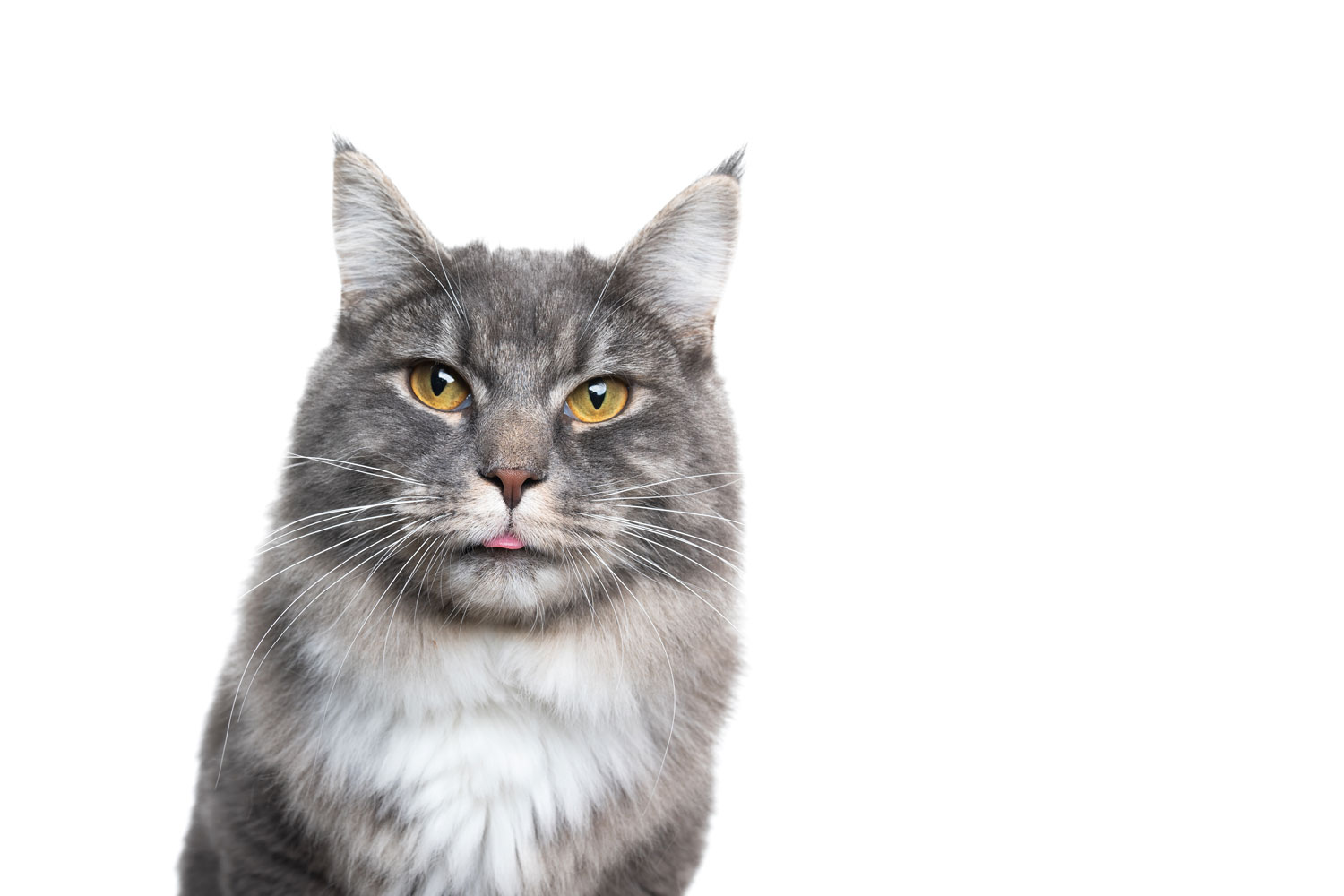 A gorgeous blue tabby cat sticking out his tongue on a white background