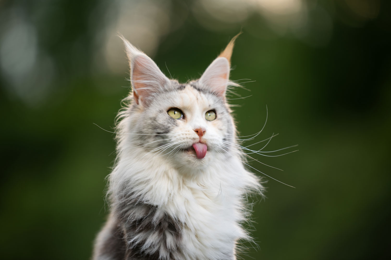 A gorgeous maine coon cat sticking out his tongue for no reason