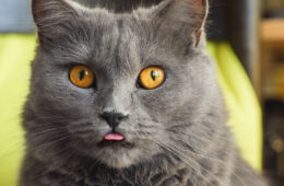 A gray Chartreux cat sticking out his tongue while looking at the camera, Cat Sticking Their Tongue Out? [Here's Why]