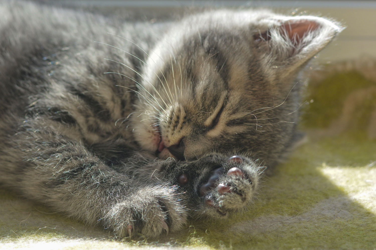 A super cute little kitten sticking out his tongue while sleeping