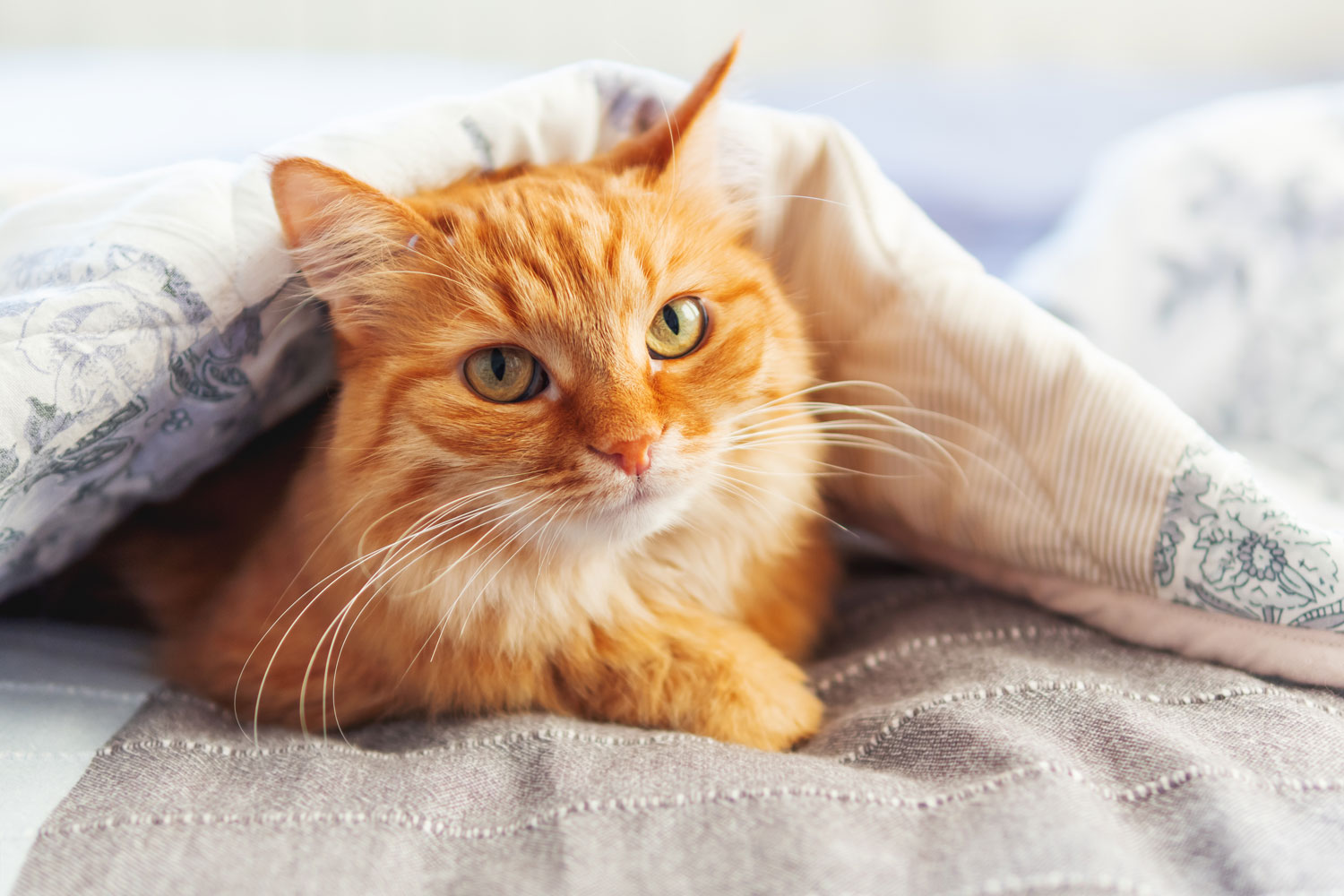 An orange tabby cat peeping out of the blanket, Tabby Cat Personality: Fact or Fiction?