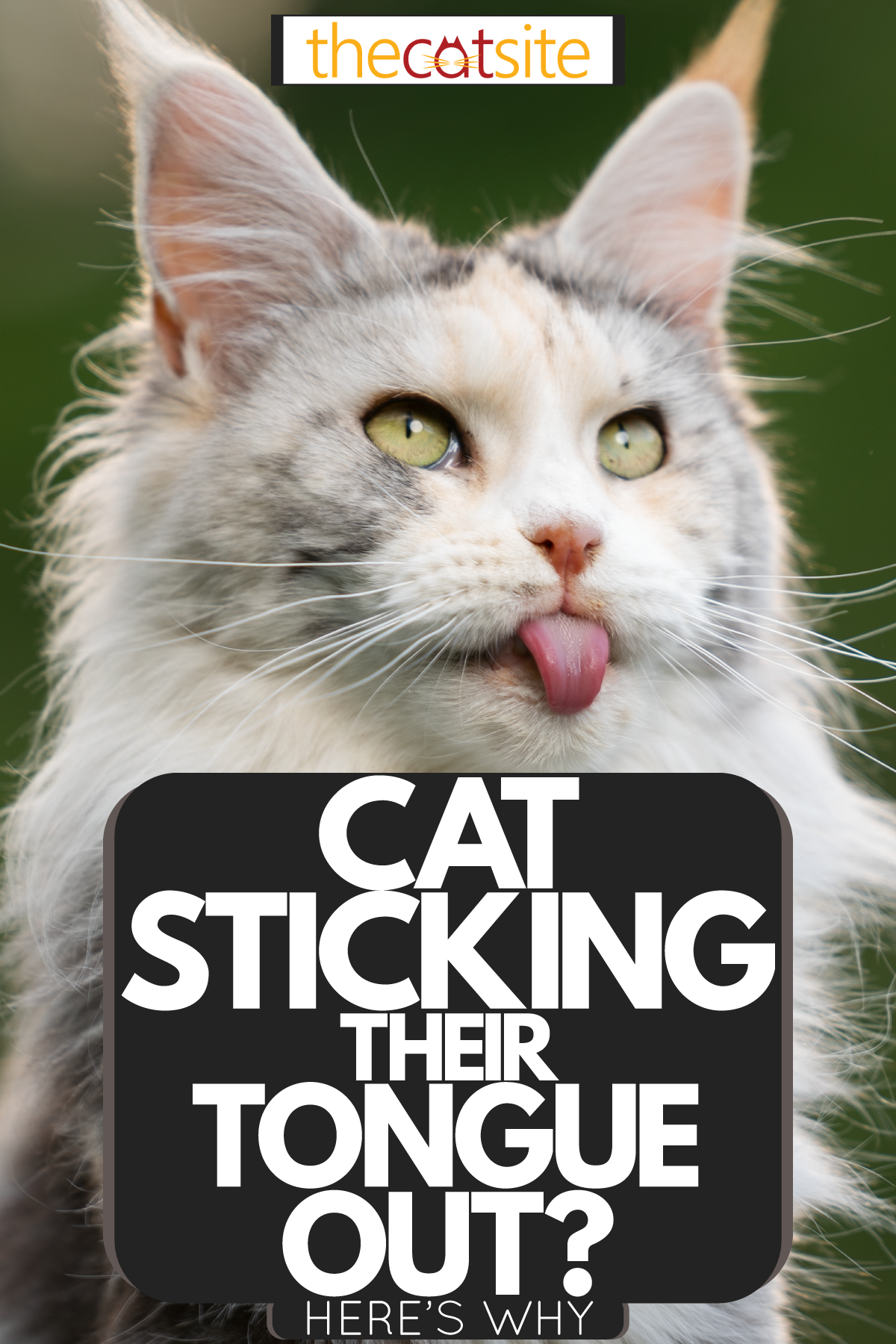 A gorgeous maine coon cat sticking out his tongue for no reason, Cat Sticking Their Tongue Out? [Here's Why]