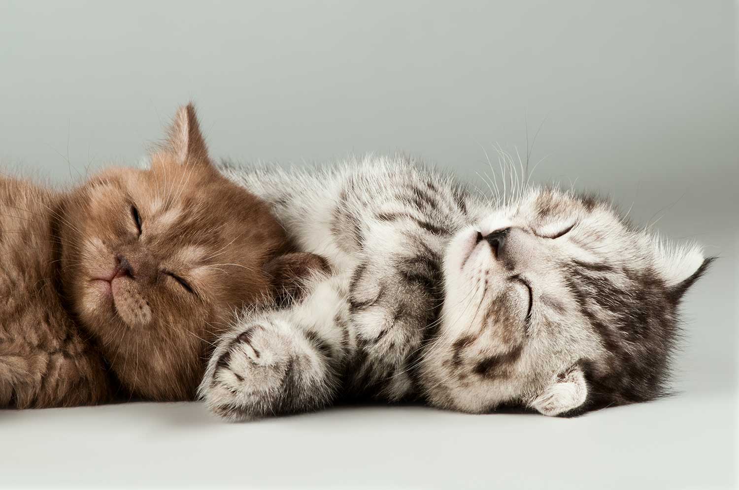 Cute kittens sleeping
