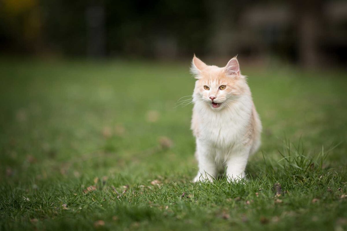 Exhausted cream colored beige white maine coon kitten standing on the lawn with mouth open