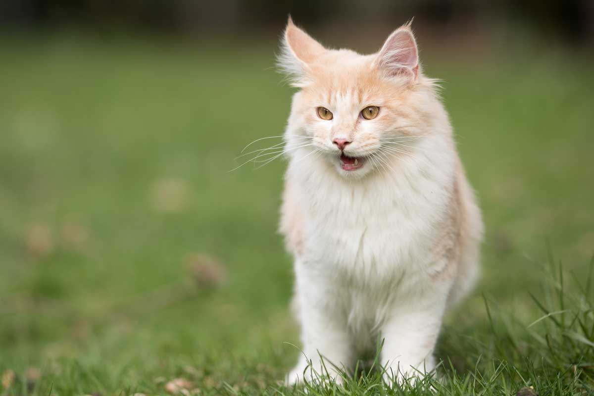 Exhausted maine coon kitten standing on the lawn with mouth open, Why Is My Cat Panting? [And What To Do About It]