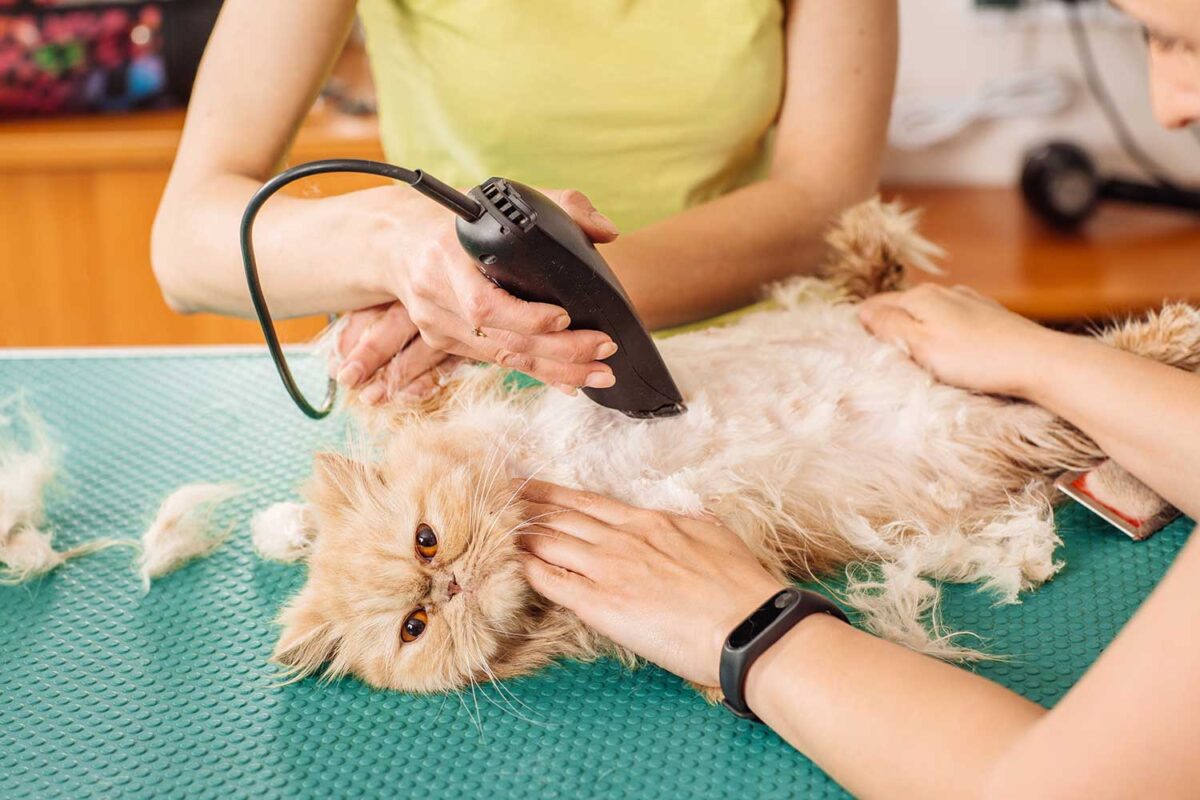 How to Remove Mats From a Longhaired Cat (Vet-Approved Advice)