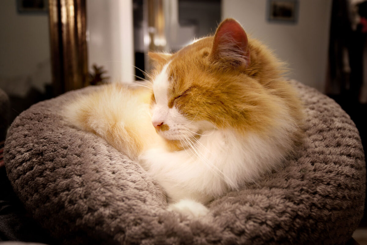 A long haired orange and white car sleeping on his small pouf bed inside of the article is baking soda safe for cats