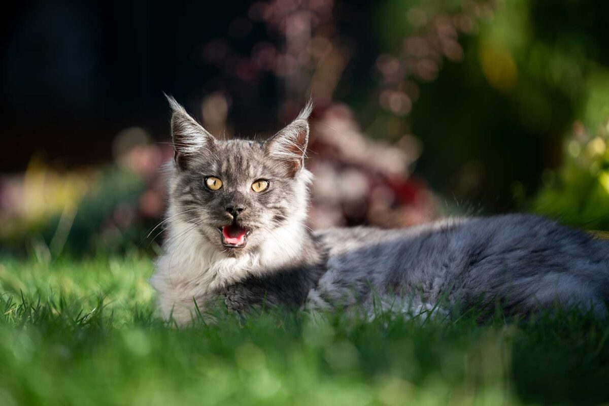 Overheated maine coon cat outdoors in sunlight panting on a hot summer day