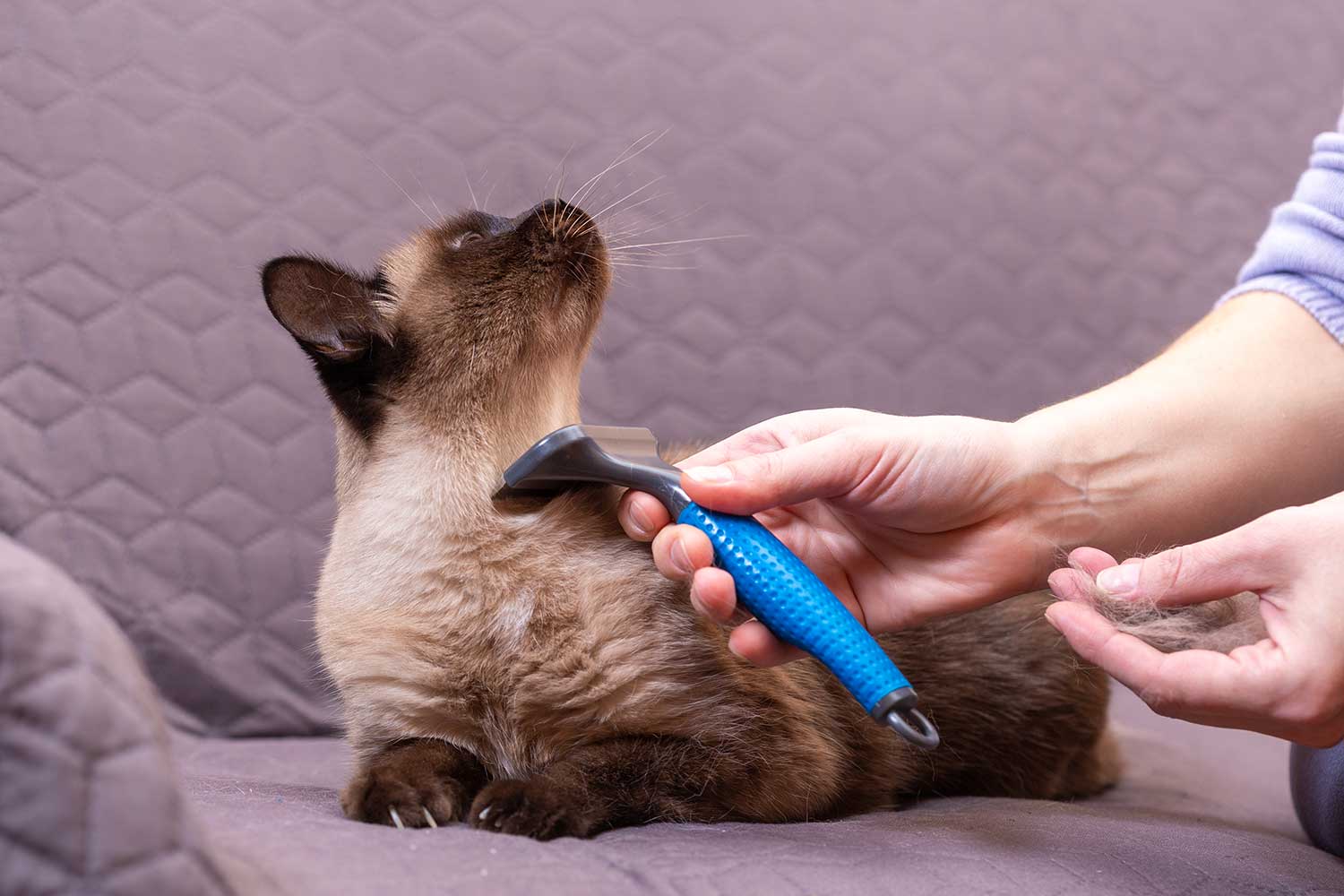 Siamese cat is being combed at home