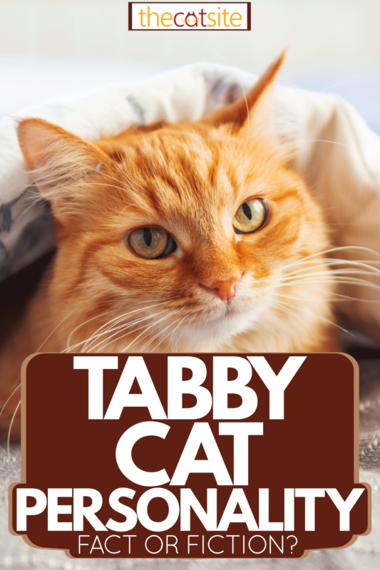An orange tabby cat peeping out of the blanket, Tabby Cat Personality: Fact or Fiction?
