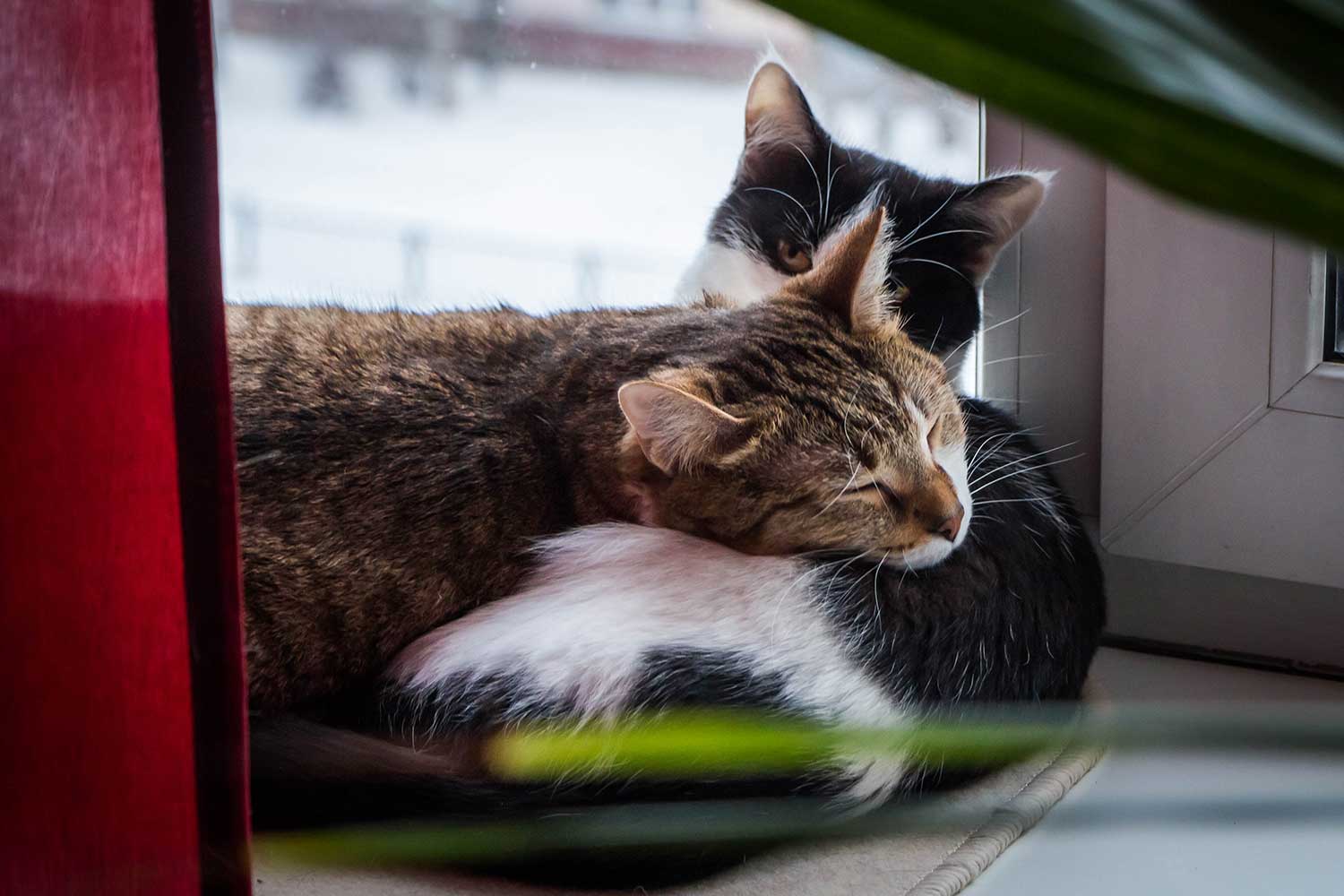 Two adult young cats black-white and tabby lie together on a white windowsill